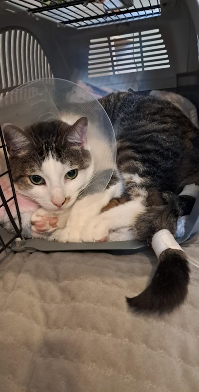 Vets for Pets - Peterborough