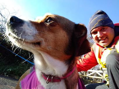 Mark Bark Dog Walking