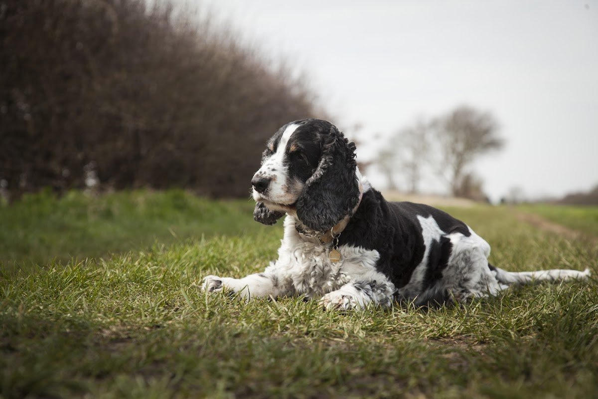 Your Pet's Paradise - Photo 2