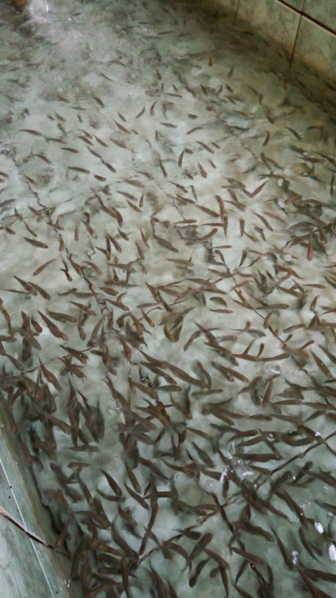 Piscicultura Schneider - Pet Shop em Toledo