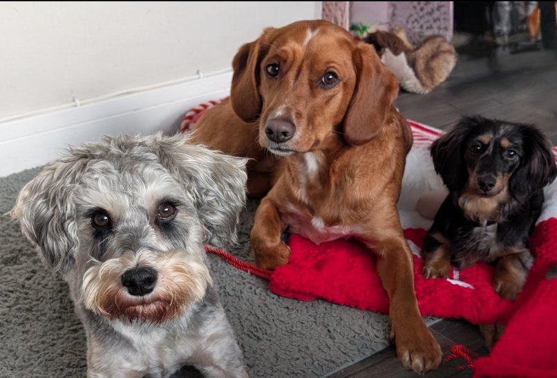 Kyra's Pet Care - Photo 2
