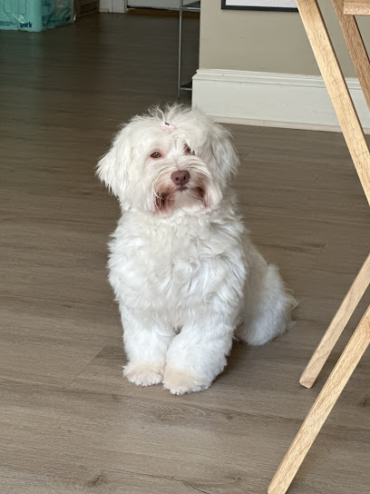 Hydrodog Peachtree City - Mobile Pet Grooming