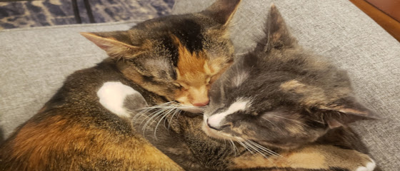 Creature Comfort ATL