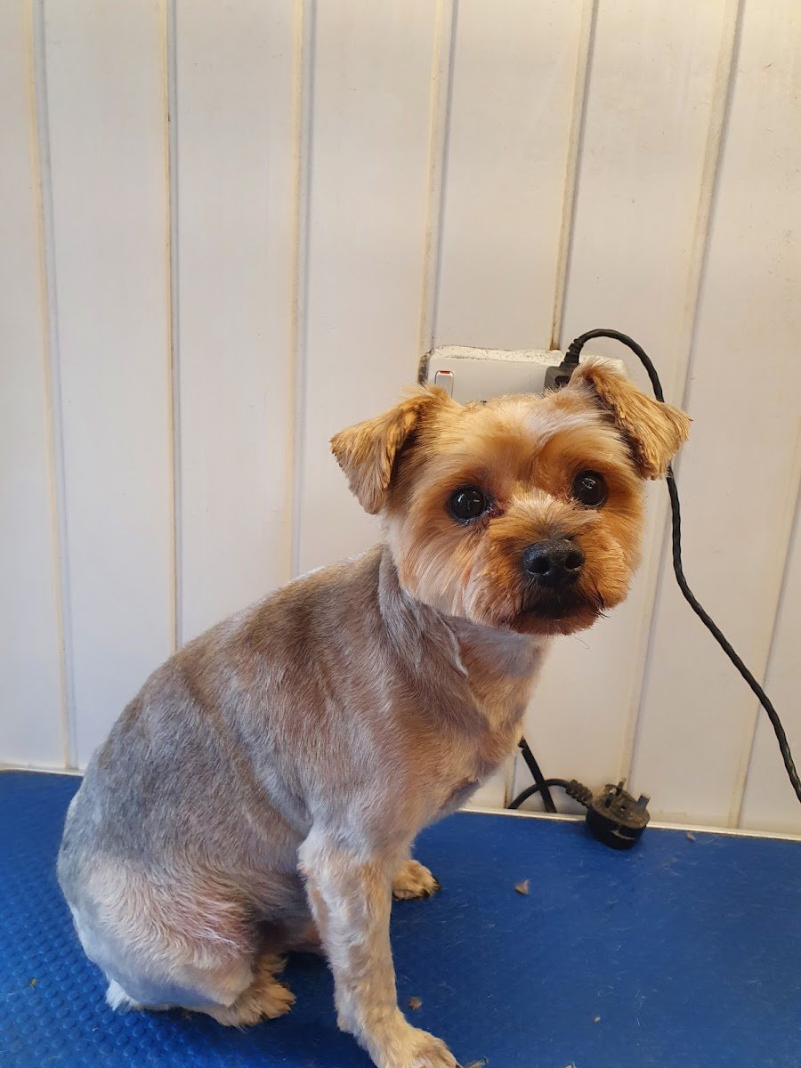 Smart Paws Dog Grooming - Photo 2