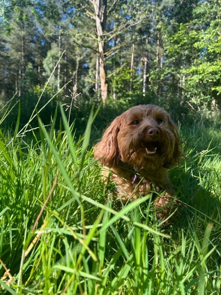 The Bourne Dog Walker - Photo 2
