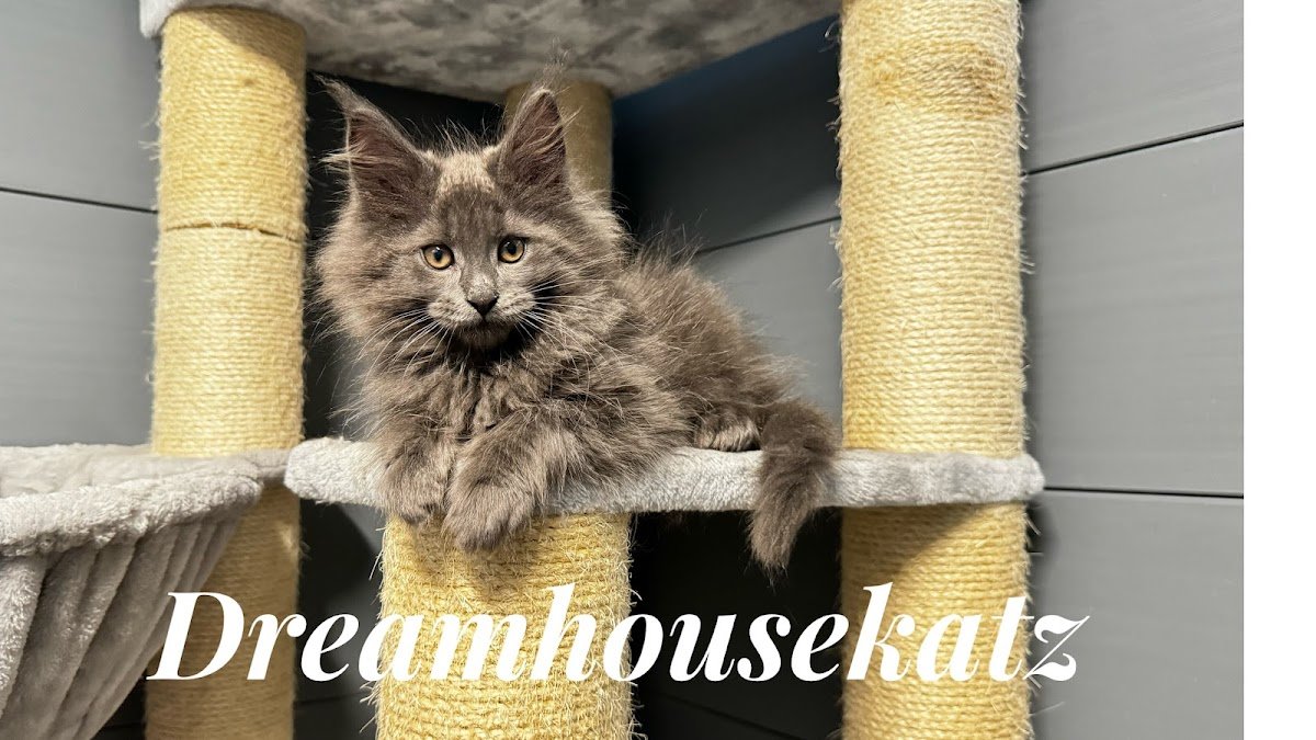 Dreamhousekatz - Photo 2