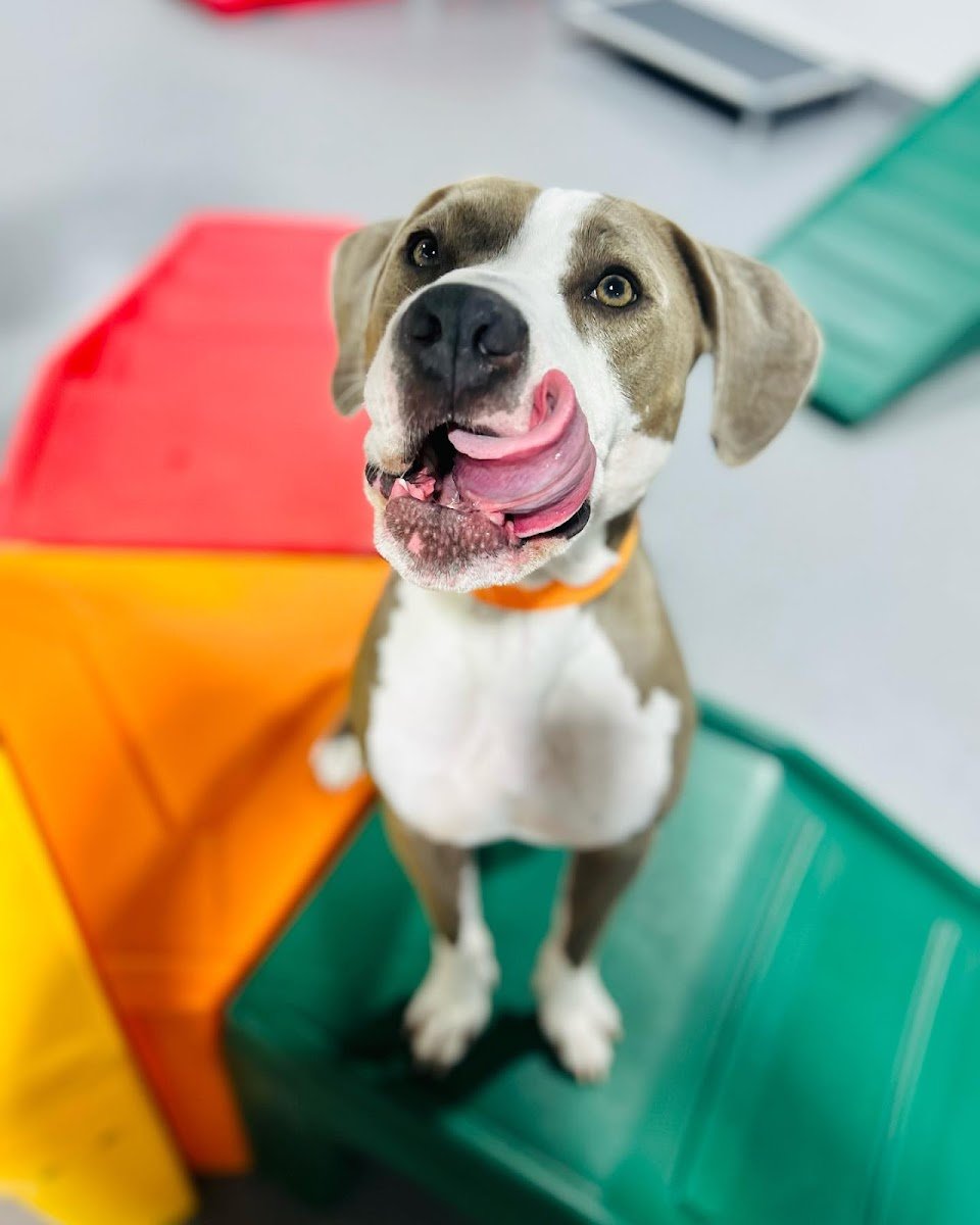 Puppy Haven - Buckhead - Photo 2
