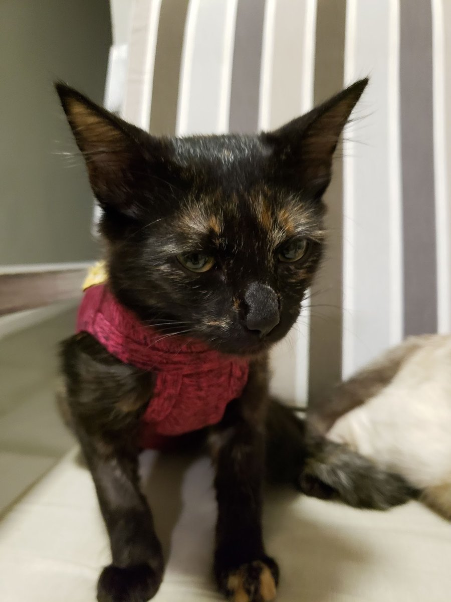 Clínica Veterinária Dra. Cristina Zulian