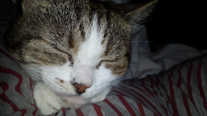 All Creature Comforts Dog Walking & Pet Sitting Services in Dundee