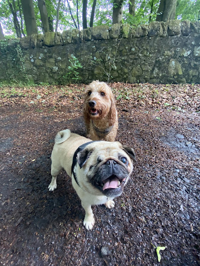 Paws and pooches dog walking home boarding services kirkcaldy