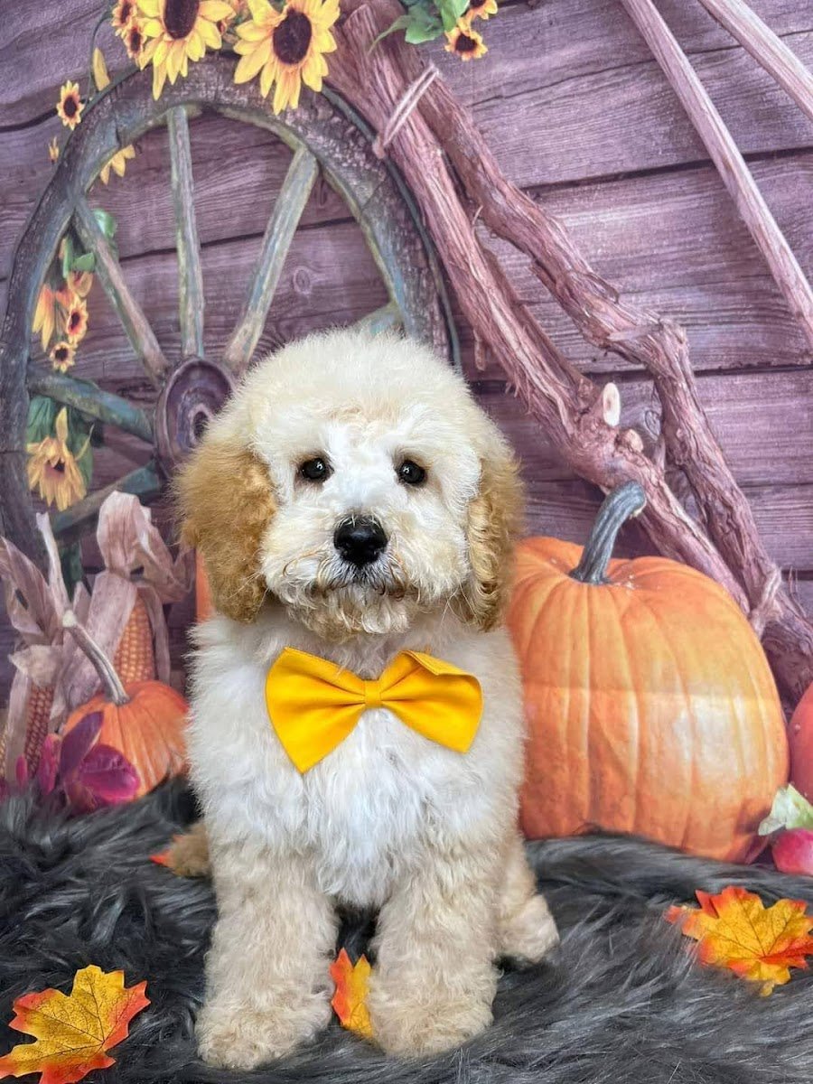 Wild Dog Grooming - Photo 2