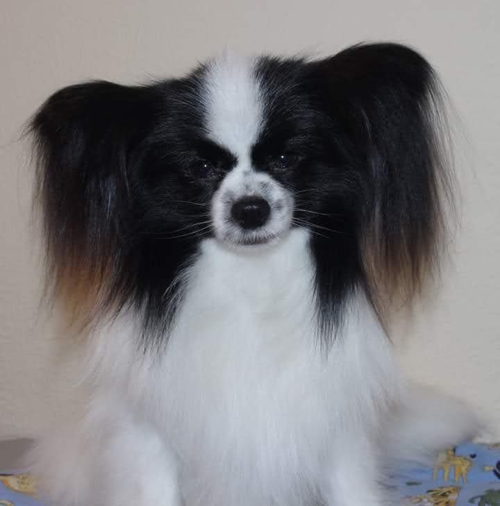 Pampered Pooch - Photo 2