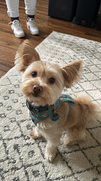 Picasso Dog Groomery