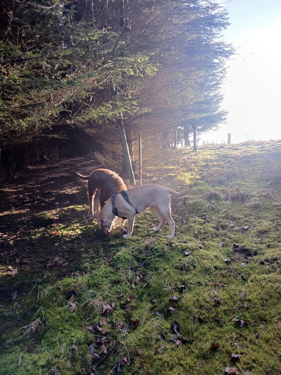 Plain Easy Pet Care - Photo 2