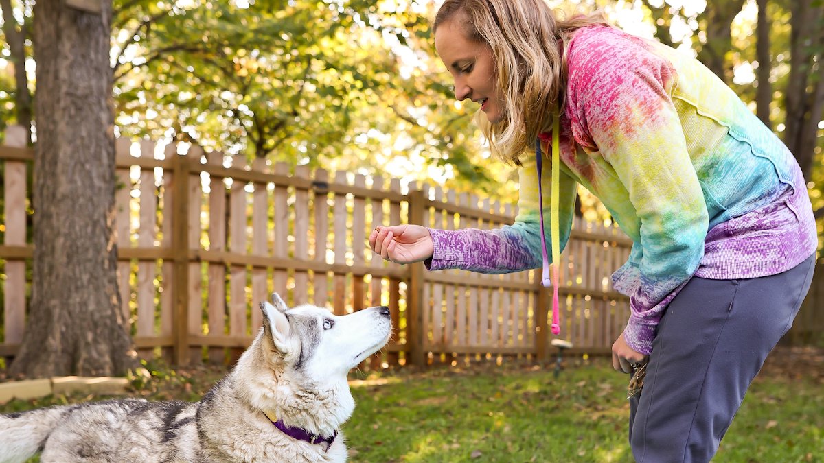 BOLD Dog Training - Photo 2