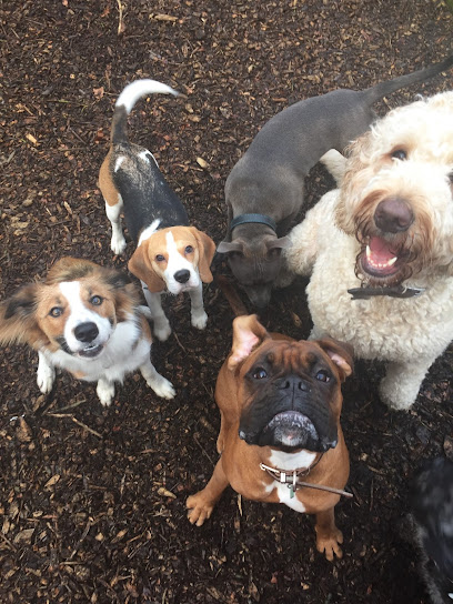 Dundee Doggy Daycare