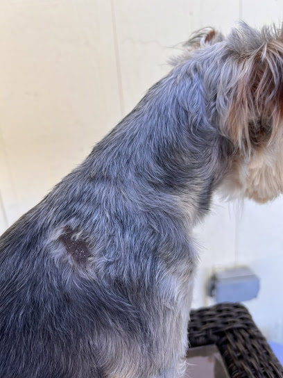PetSmart Grooming