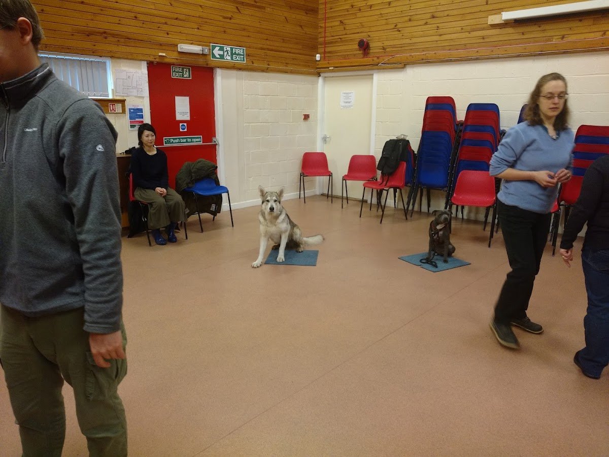 Dundee Dog Trainer - Photo 2