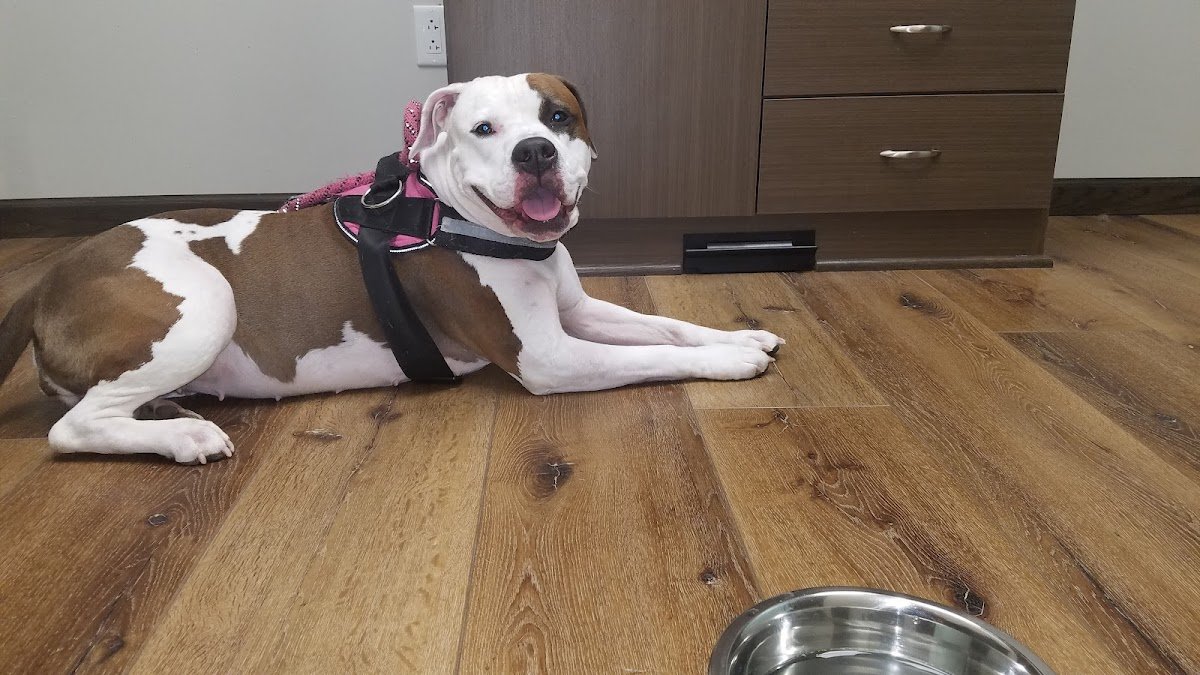 Premier Veterinary Care - Photo 2