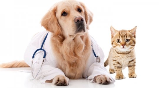 Consultório Veterinário Bicho Mania - Pet Shop em Juiz de Fora