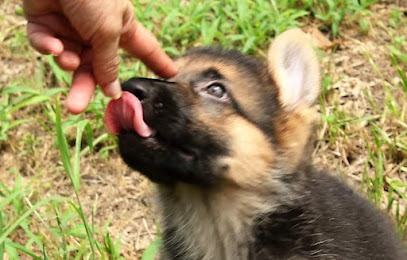 Top Notch Dog Training