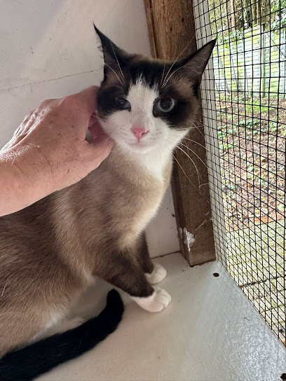 The Poynings Cat Boarding Hotel