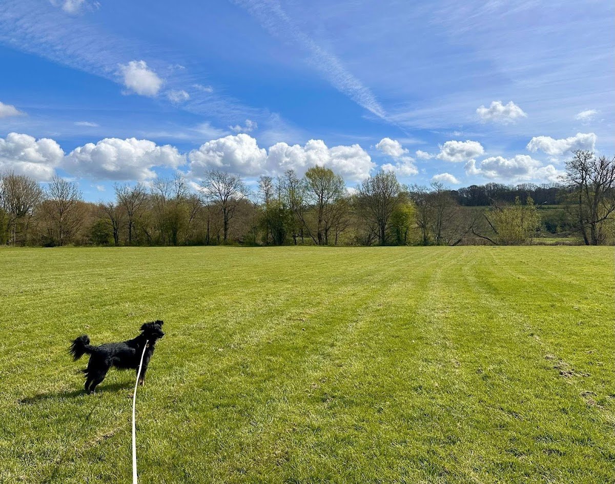 Andrea’s Dog Walking Uckfield - Photo 2