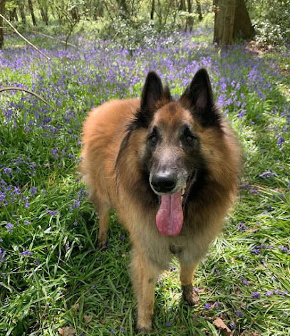 Phoebe's Pet Services