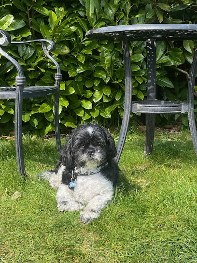 Delightful Dogs Hotel