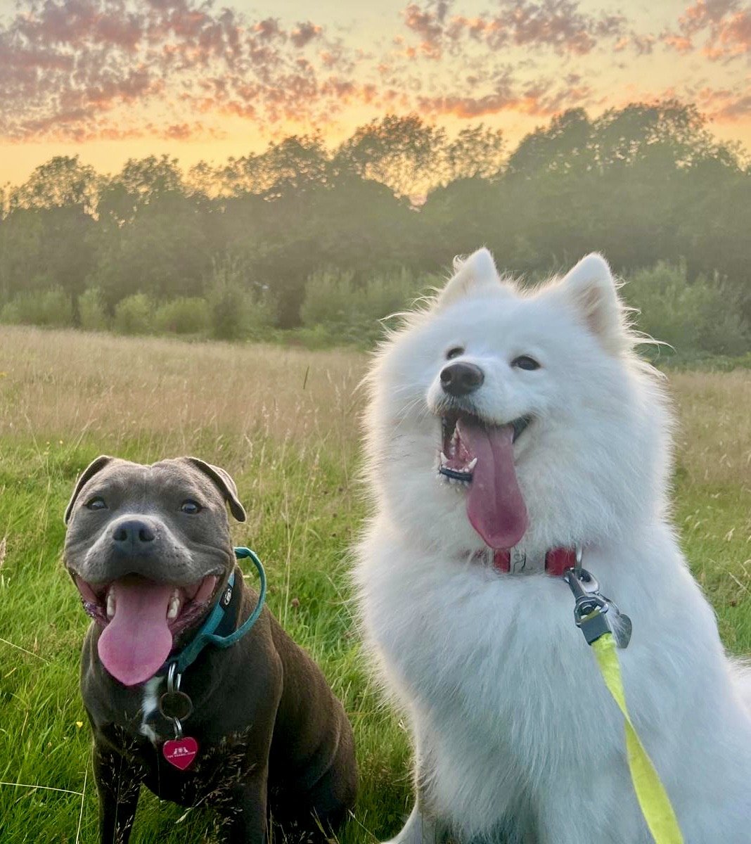 Mogsters & Dogsters - Photo 2