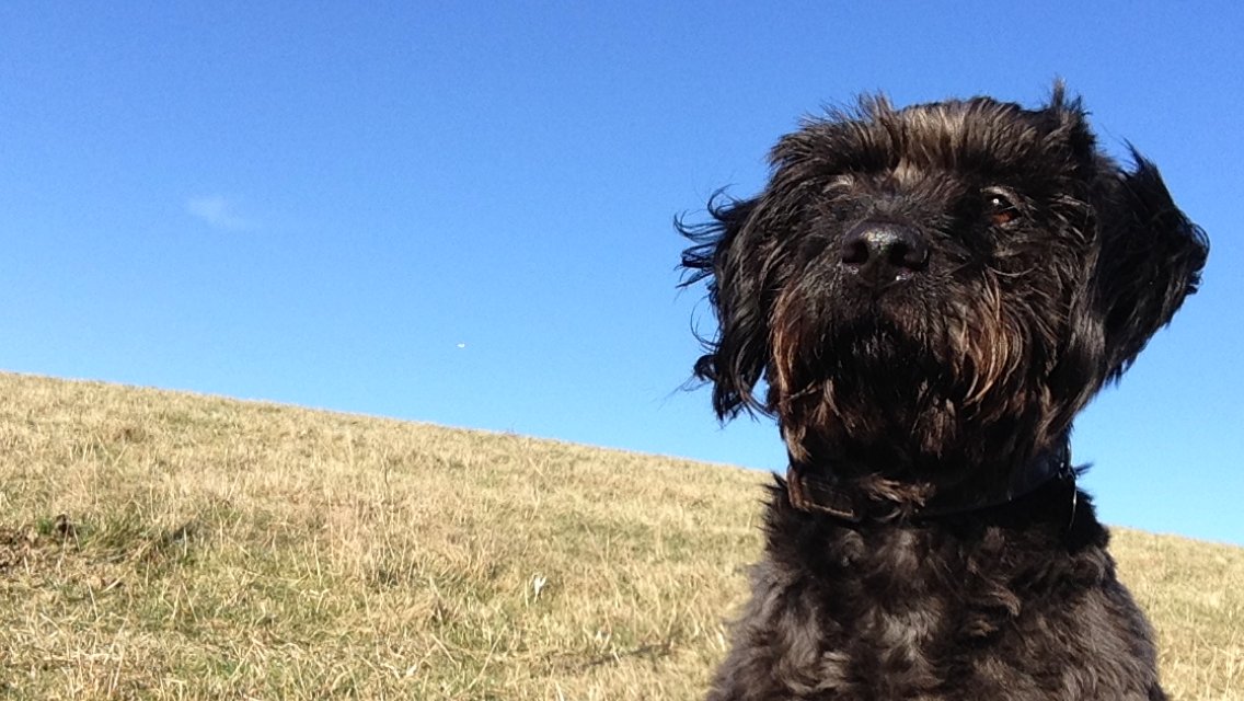 Outdoor Hounds - Photo 2