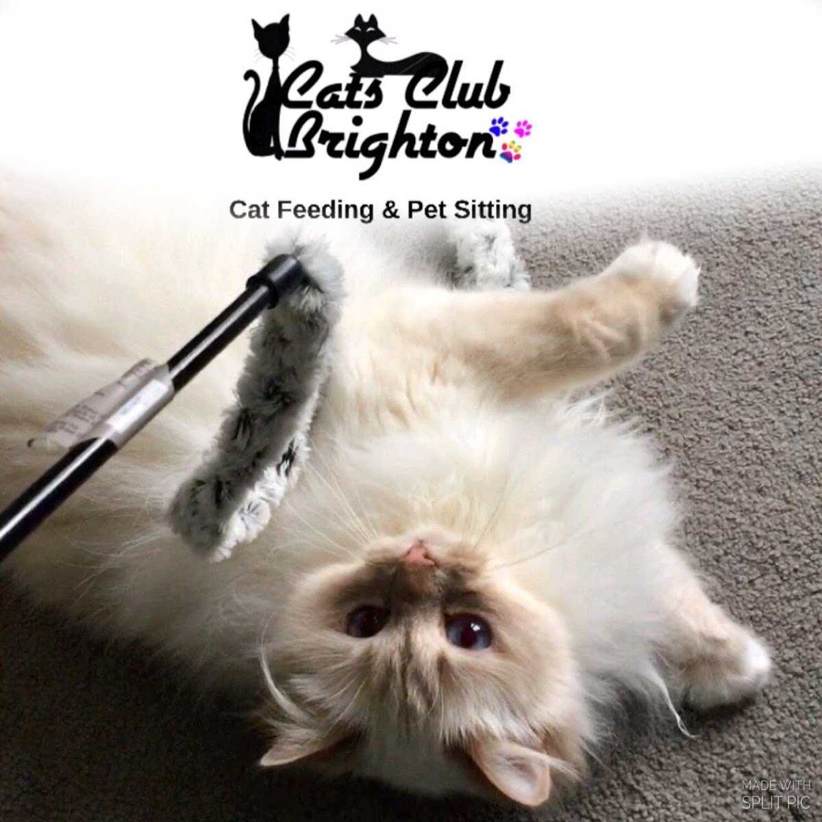 CatsClubBrighton - Photo 2