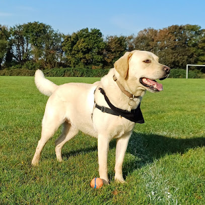 Blair's Paws - Dog walker - Pet sitter