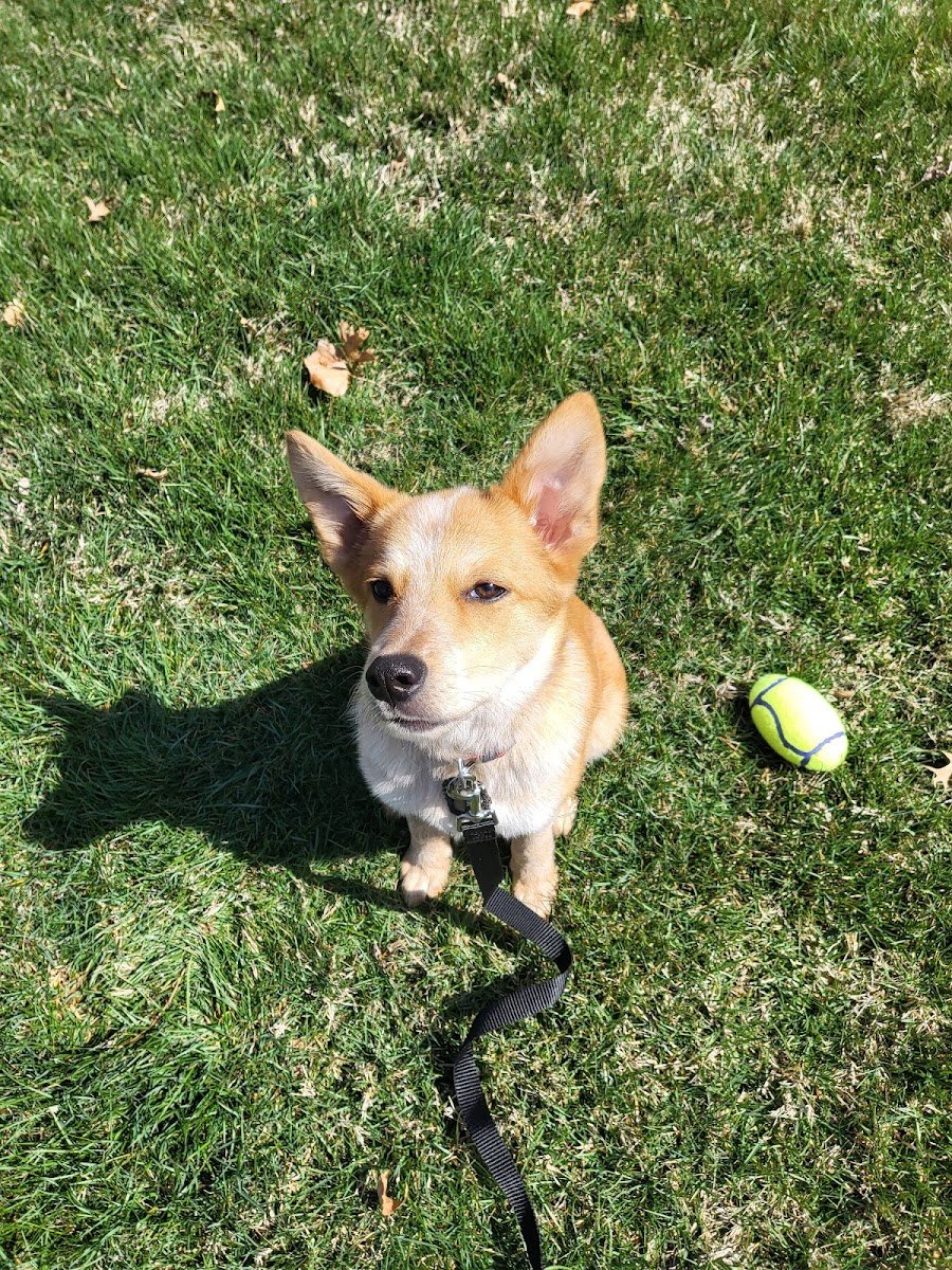 Fido's Friend, llc - Photo 2