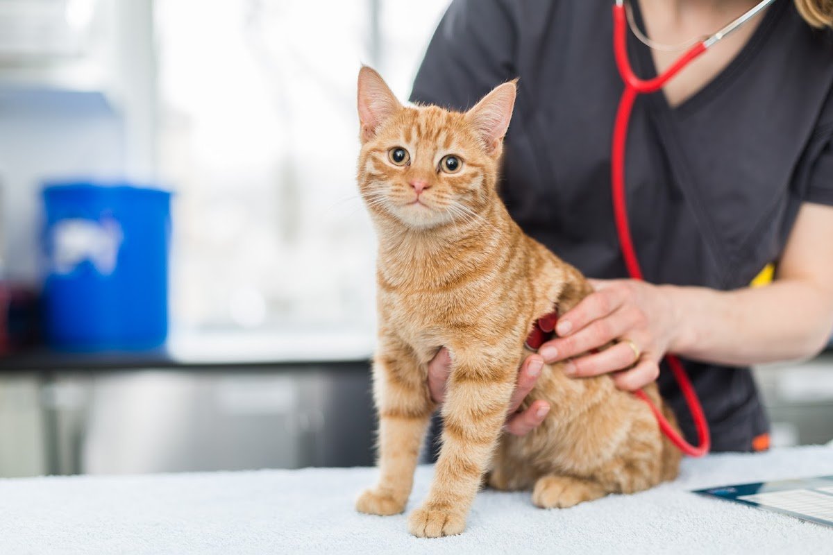 Priory Emergency Treatment Services (PETS) - Photo 2
