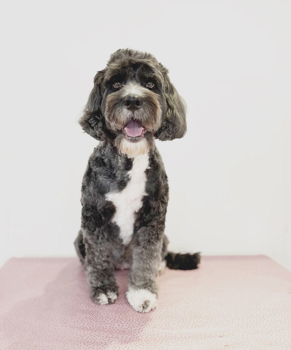Mud Dog Grooming Studio - Photo 2