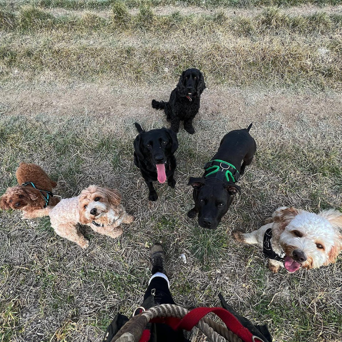 Barking Buddy - Photo 2