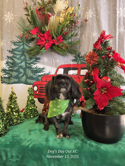 Dog's Day Out - Pet Shop in Kansas City
