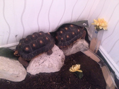 Tortoise Houses Brighton