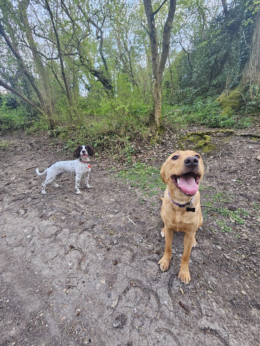 The Pet nanny - Photo 2