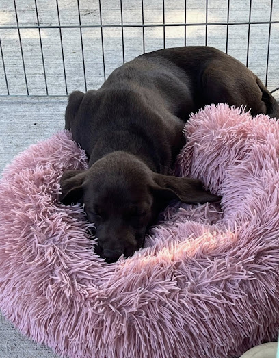 Always Faithful Dog & Puppy Training Kansas City MO