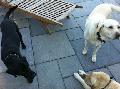 Molly's Home Dog Boarding