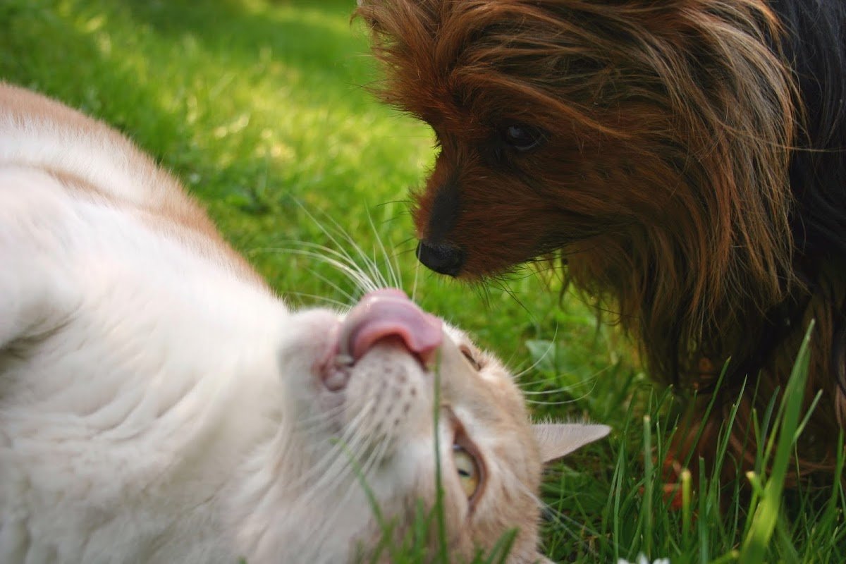 I Pet You - Loja para Cães e Gatos - Pet Shop em Taquara