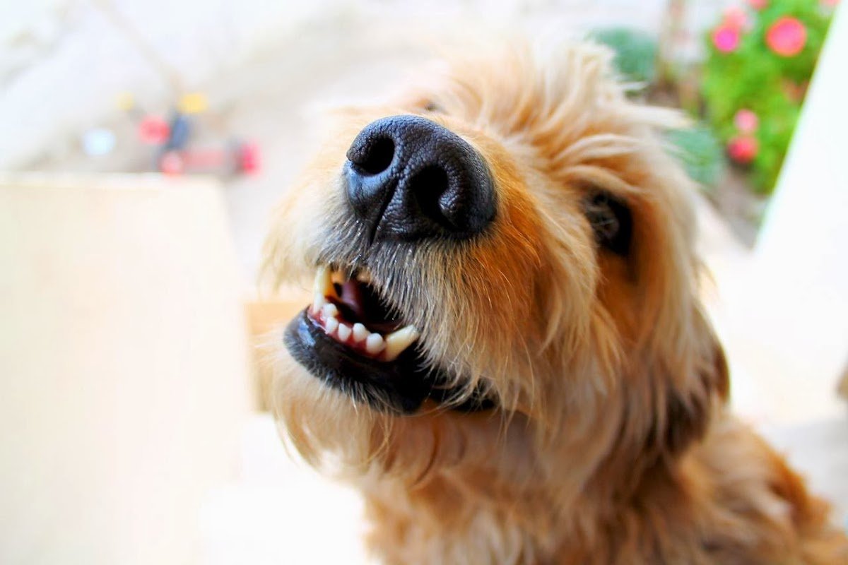 Kate's Canine Resort - Photo 2