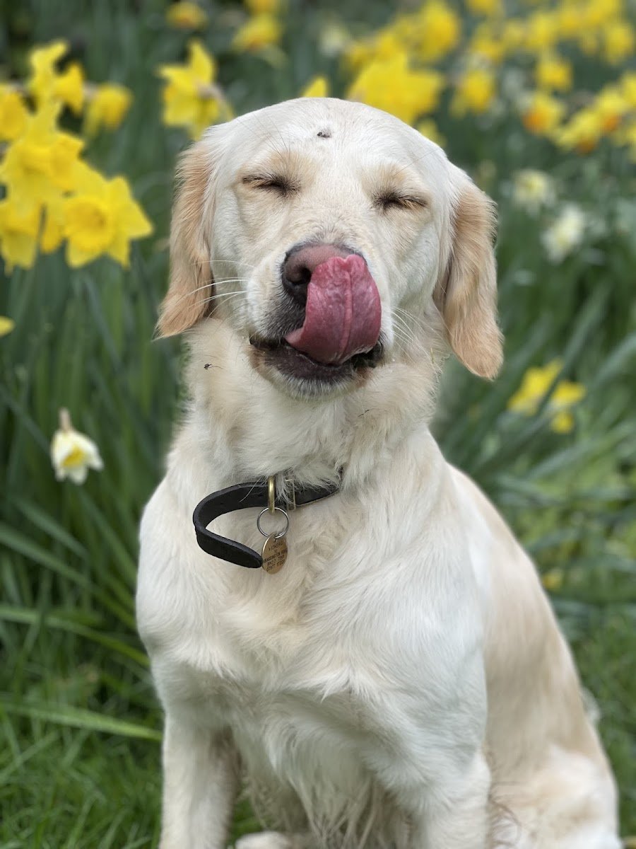 Oh My Paws UK - Photo 2