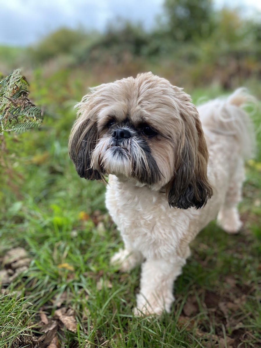 Riviera Walkies - Photo 2