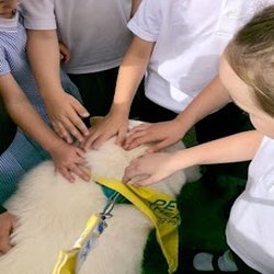 Embark Exeter - Canine-Assisted Therapy - Photo 3