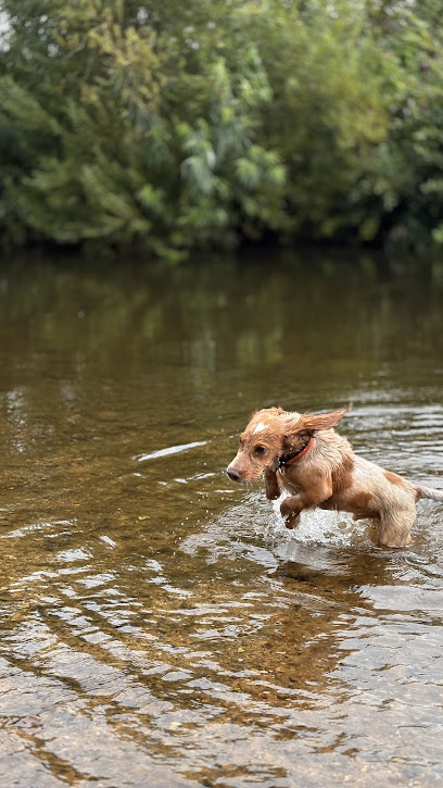 Happy Hounds Pet Care Rockbeare