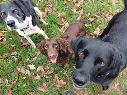 St Thomas Dog Walking