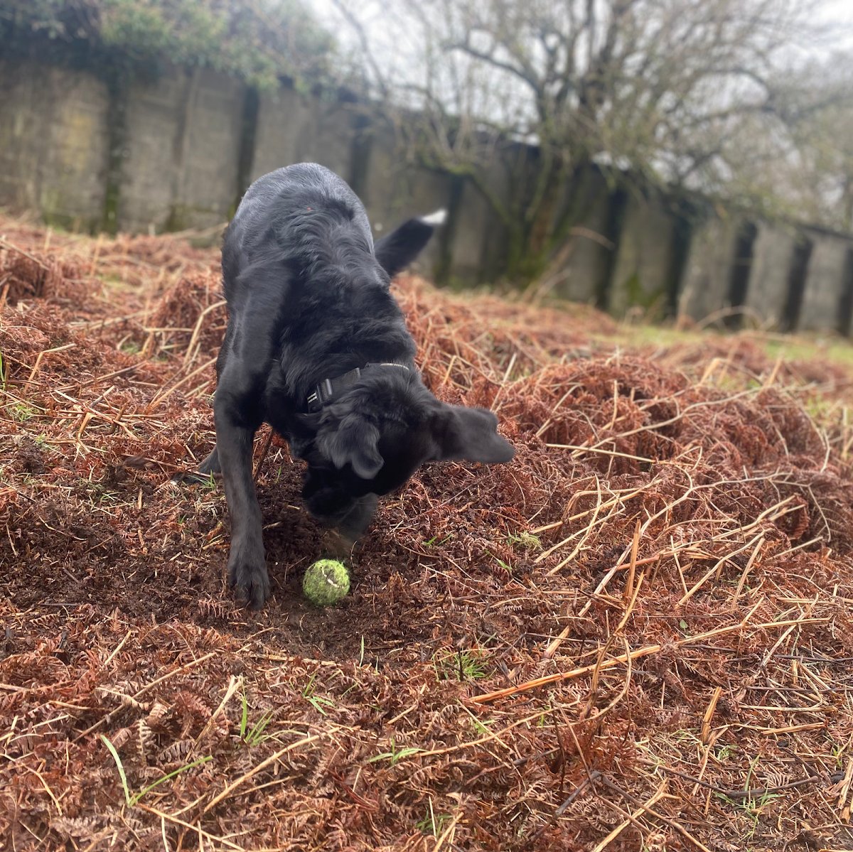 Your whole dog - Photo 2